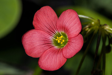 Image showing iron cross, oxalis tetraphylla