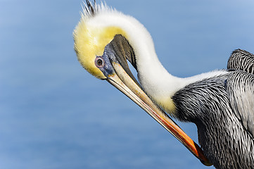 Image showing brown pelican, pelecanus occidentalis