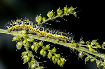 Image showing cabbage white, pieris brassicae