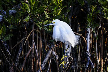 Image showing snowy egret, egretta thula