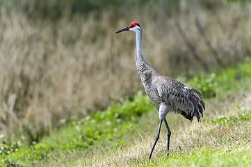 Image showing sandhill crane, grus canadensis