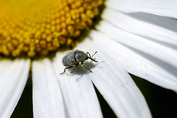 Image showing weevil