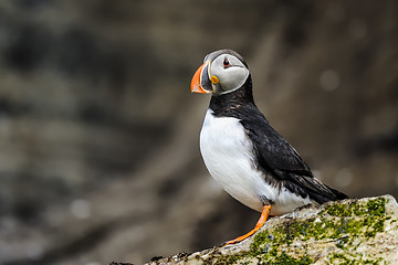 Image showing atlantic puffin, fratercula arctica