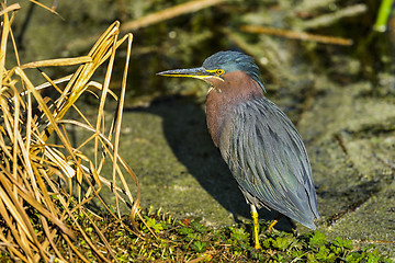 Image showing green heron,  butorides virescens