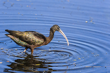 Image showing glossy ibis, plegadis falcinellus