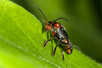 Image showing cantharis fusca, soldier beetle