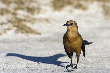 Image showing boat-tailed grackle,  quiscalus major