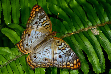 Image showing white peacock, phoenix, az