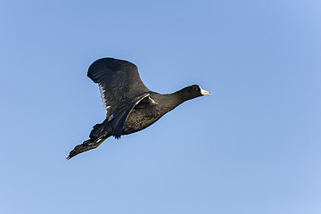 Image showing american coot, fulica americana