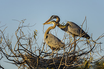 Image showing great blue heron, ardea herodias