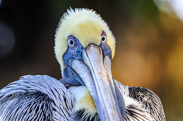 Image showing brown pelican, pelecanus occidentalis