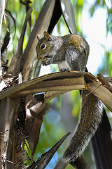 Image showing eastern gray squirrel, sciurus carolinensis