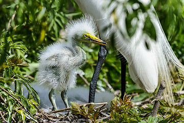 Image showing ardea alba, great egret