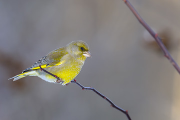 Image showing greenfinch, carduelis  cloris