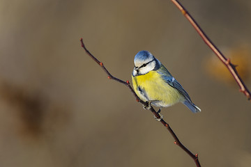 Image showing blue tit, parus caeruleus