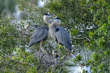 Image showing great blue heron, ardea herodias