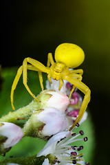 Image showing goldenrod crab spider, misumena vatia