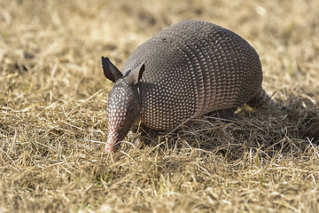 Image showing dasypus novemcinctus, nine-banded armadillo