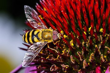 Image showing syrphus torvus