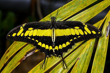 Image showing thoas swallowtail,  papilio thoas