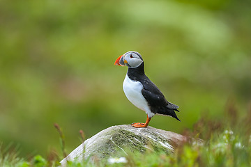 Image showing atlantic puffin, fratercula arctica