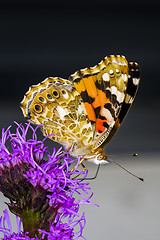 Image showing painted lady, vanessa cardui