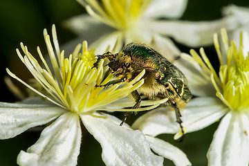 Image showing rose chafer, cetonia aurata