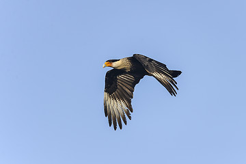 Image showing caracara cheriway, northern crested caracara