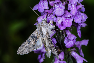 Image showing cucullia absinthii, wormwood