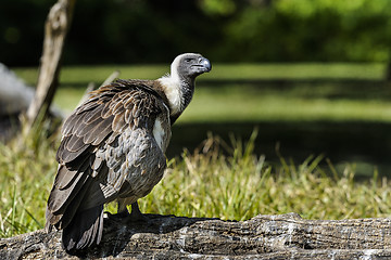 Image showing gyps africanus,  white-backed vulture