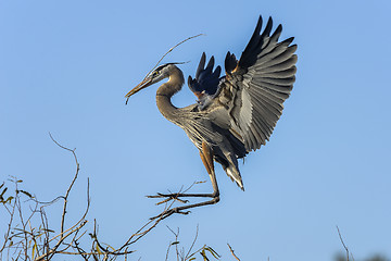 Image showing great blue heron, ardea herodias