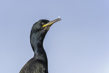 Image showing european shag, phalacrocorax aristotelis