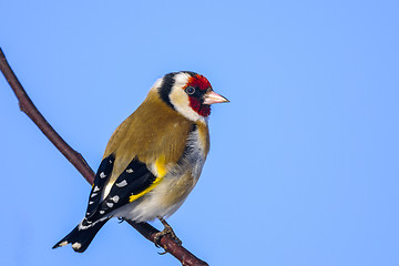 Image showing goldfinch, carduelis carduelis