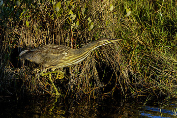 Image showing american bittern, botaurus lentiginosus