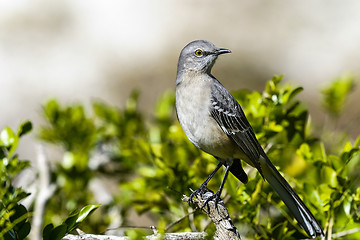 Image showing northern mockingbird, mimus polyglottos