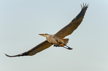 Image showing great blue heron, ardea herodias