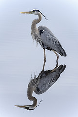 Image showing great blue heron, ardea herodias