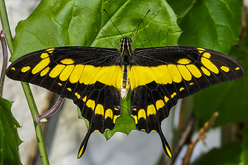 Image showing thoas swallowtail,  papilio thoas