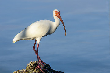 Image showing american white ibis, eudocimus albus