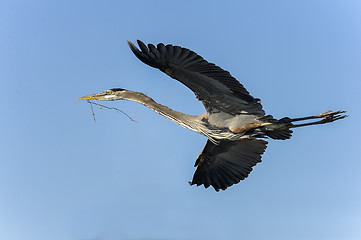 Image showing great blue heron, ardea herodias