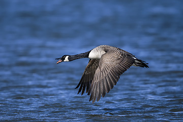 Image showing canada goose, branta canadensis