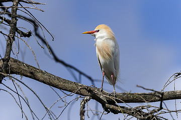 Image showing bubulcus ibis, cattle egret