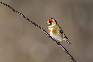 Image showing goldfinch, carduelis carduelis