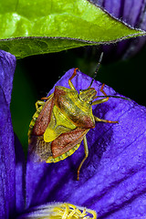 Image showing carpocoris purpureipennis