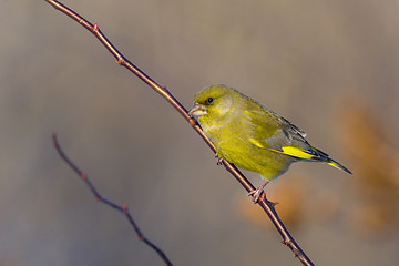 Image showing greenfinch, carduelis  cloris