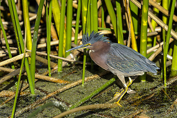 Image showing green heron,  butorides virescens