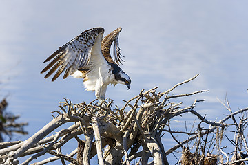 Image showing osprey, pandion haliaetus