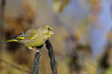 Image showing greenfinch, carduelis  cloris