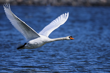 Image showing mute swan, cygnus olor