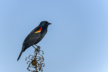 Image showing agelaius phoeniceus, red-winged blackbird